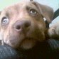 mi cachorra 